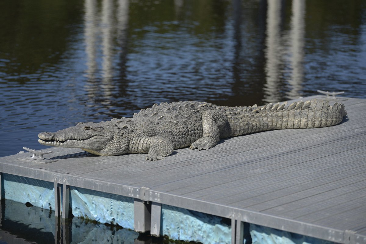 Pictured is an American Crocodile.